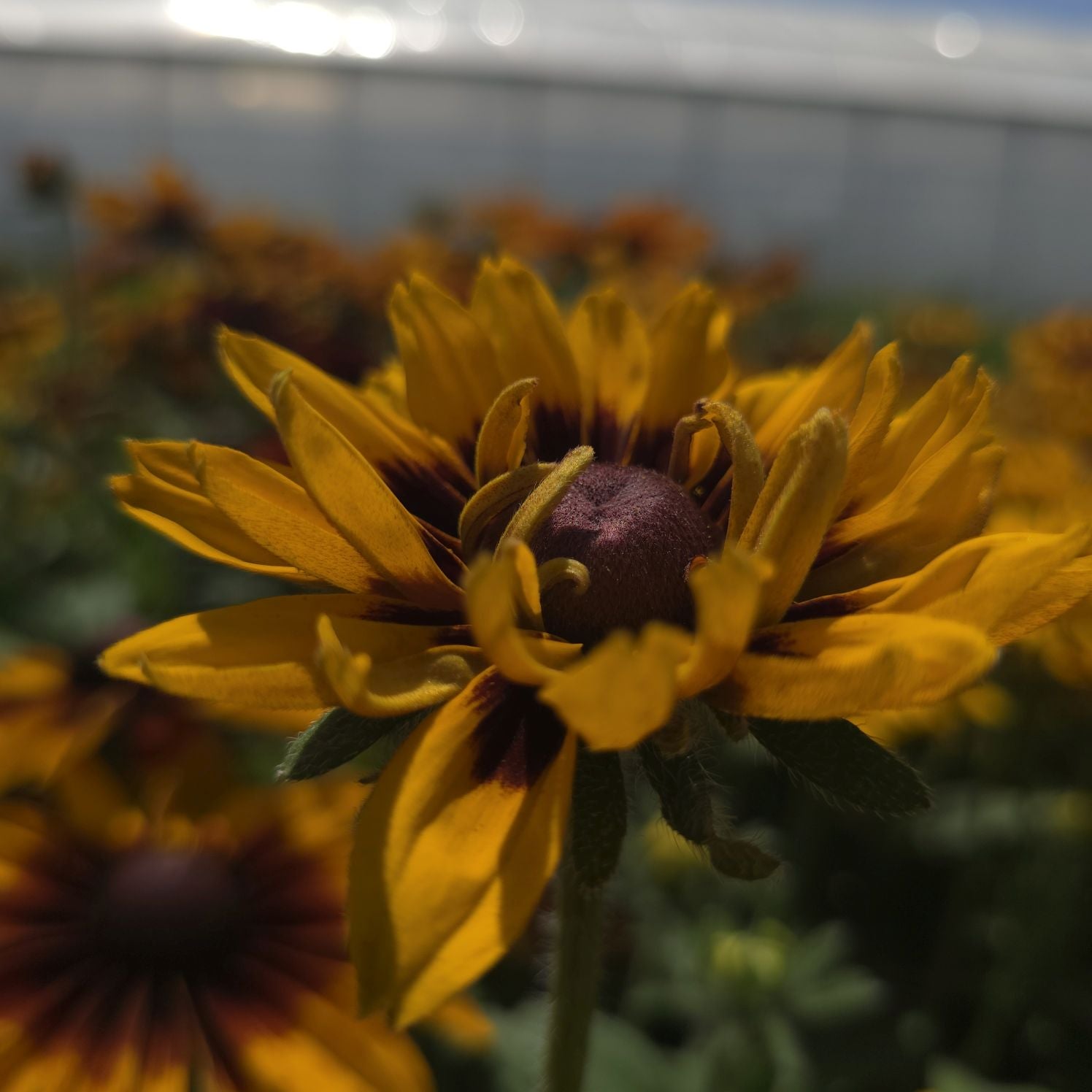 Ruji colorate - Rudbeckia hirta Autumn Colors