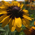 Ruji colorate - Rudbeckia hirta Autumn Colors