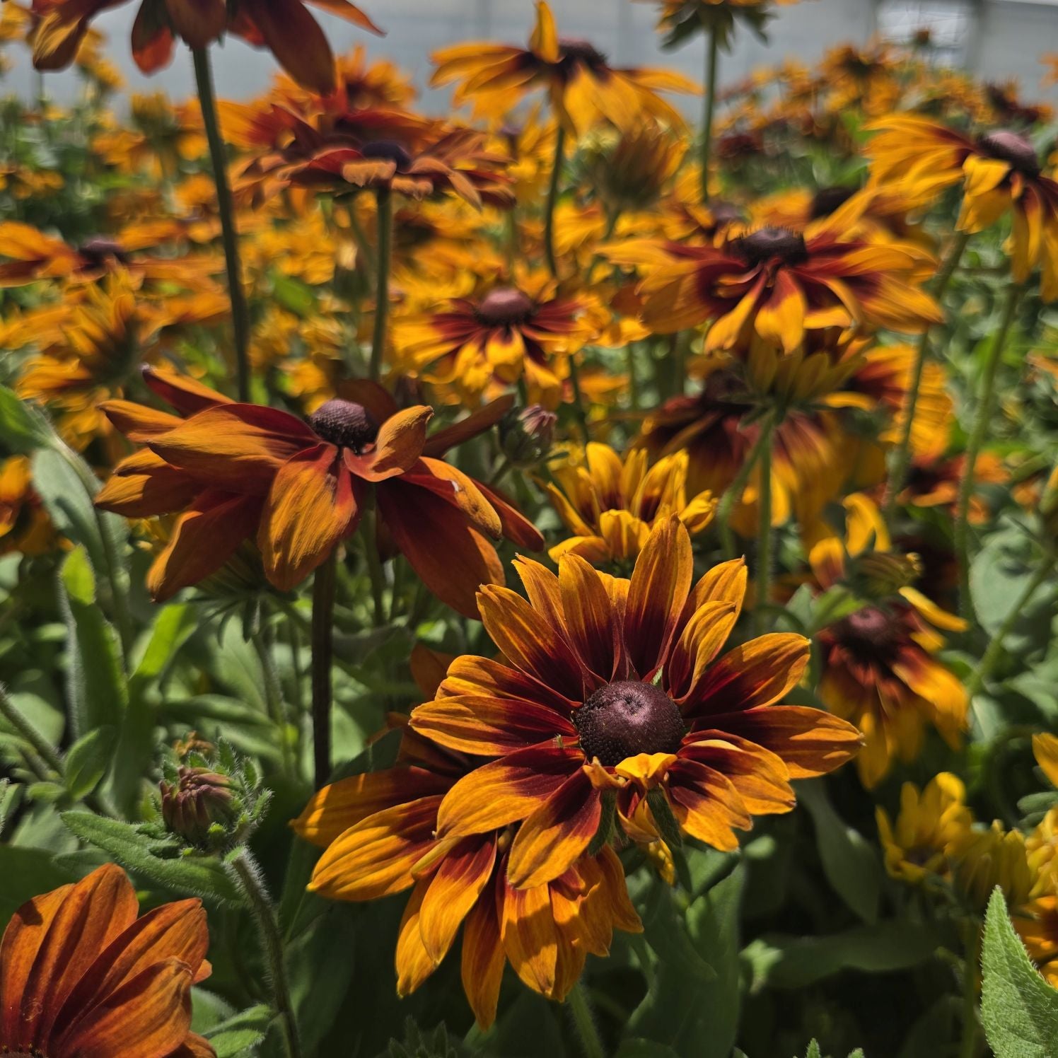Ruji colorate - Rudbeckia hirta Autumn Colors