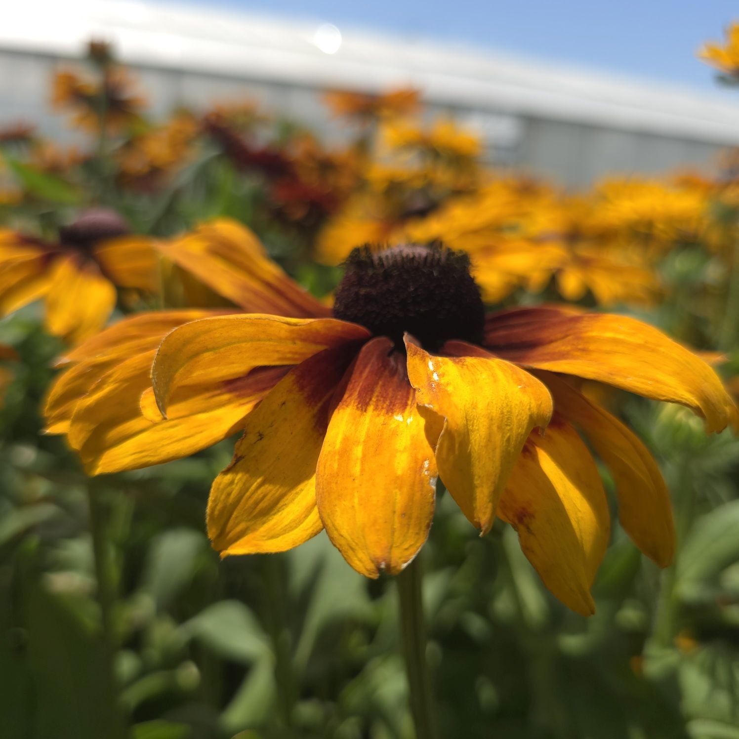 Ruji colorate - Rudbeckia hirta Autumn Colors