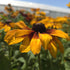 Ruji colorate - Rudbeckia hirta Autumn Colors