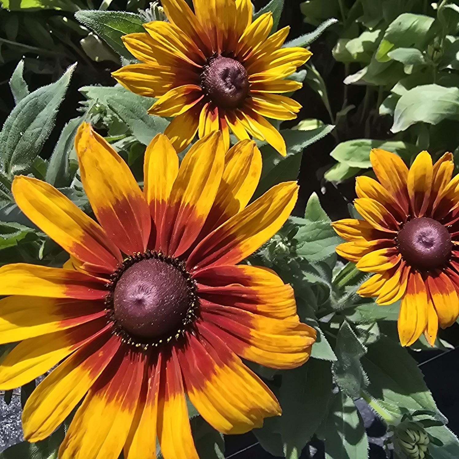 Ruji colorate - Rudbeckia hirta Autumn Colors