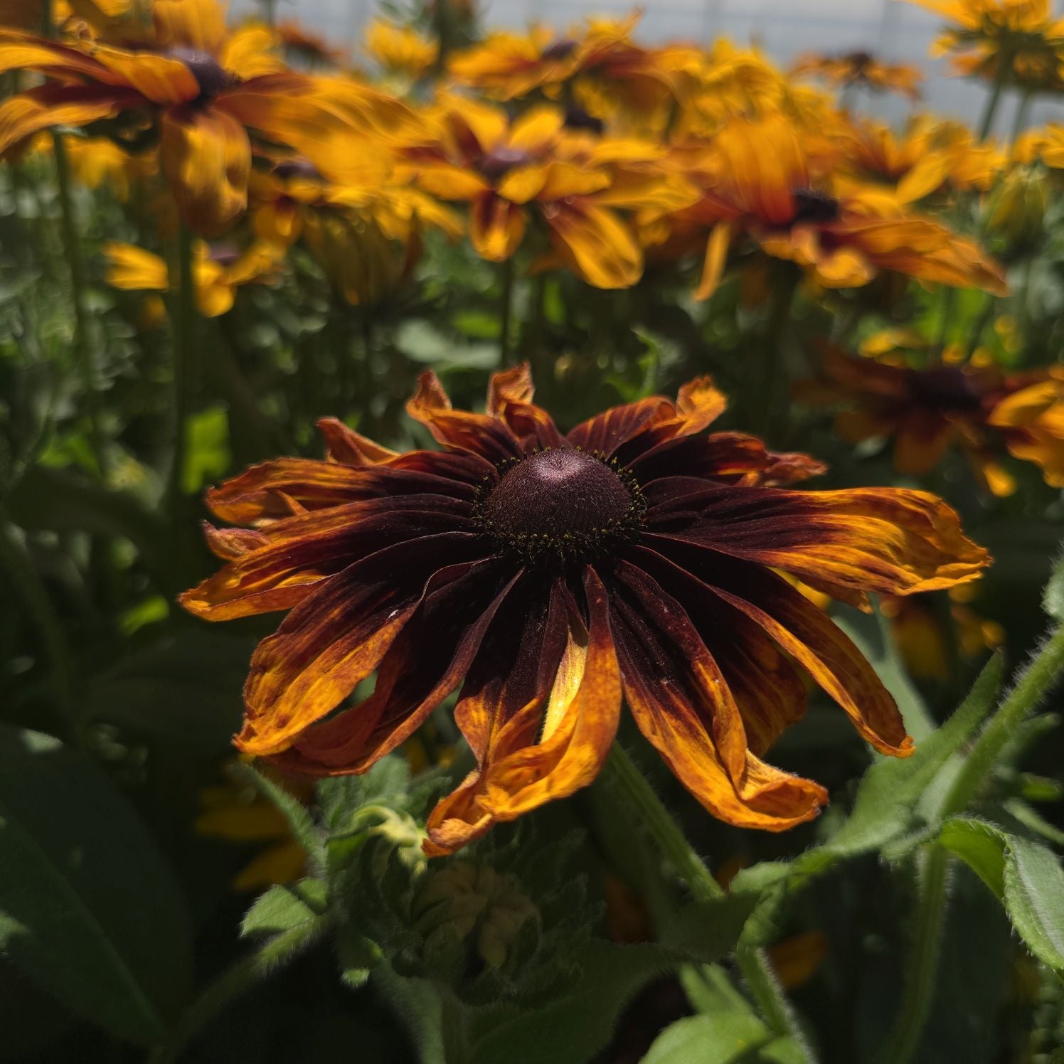 Ruji colorate - Rudbeckia hirta Autumn Colors