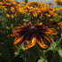 Ruji colorate - Rudbeckia hirta Autumn Colors