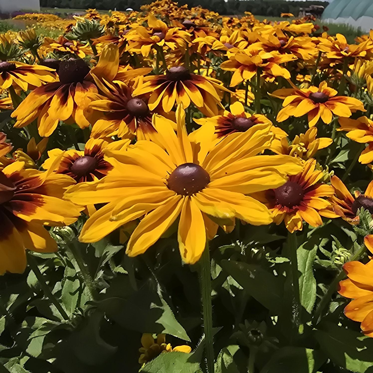 Ruji colorate - Rudbeckia hirta Autumn Colors