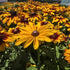 Ruji colorate - Rudbeckia hirta Autumn Colors