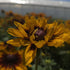 Ruji colorate - Rudbeckia hirta Autumn Colors