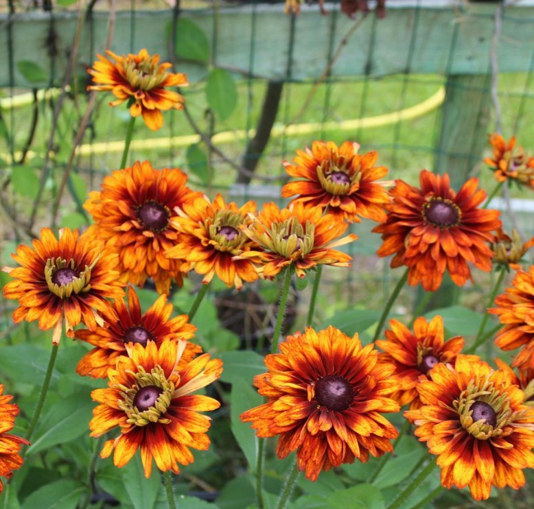 Ruji - Rudbeckia hirta ‘Rudy Double Orange’