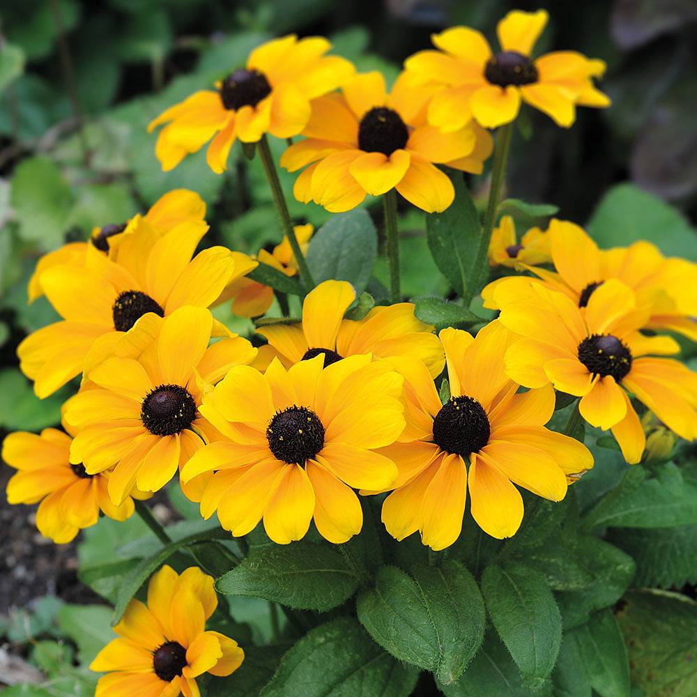 Ruji pitici - Rudbeckia hirta Toto Gold