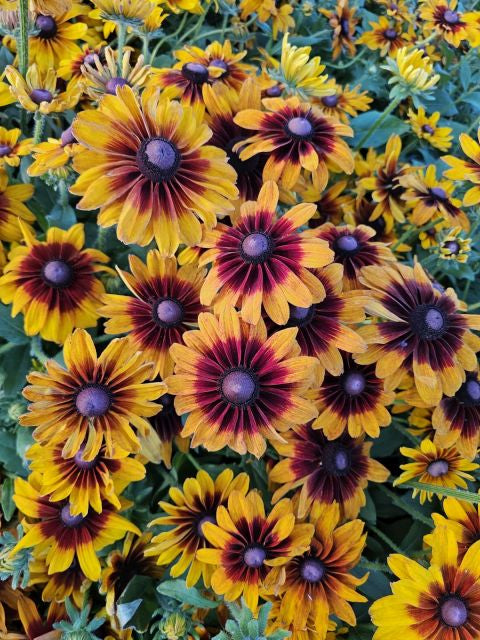 Ruji colorate - Rudbeckia hirta Autumn Colors