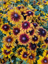 Ruji colorate - Rudbeckia hirta Autumn Colors