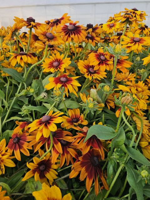 Ruji colorate - Rudbeckia hirta Autumn Colors