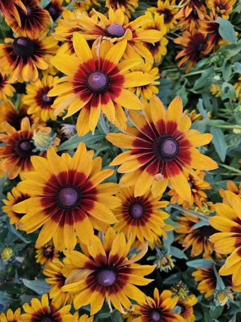 Ruji colorate - Rudbeckia hirta Autumn Colors