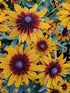Ruji colorate - Rudbeckia hirta Autumn Colors