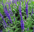 Salvie - Salvia nemorosa Blaukonigin