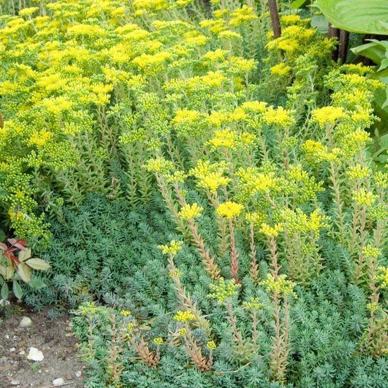 Iarba grasă albastră - Sedum reflexum 'Blue Spruce'