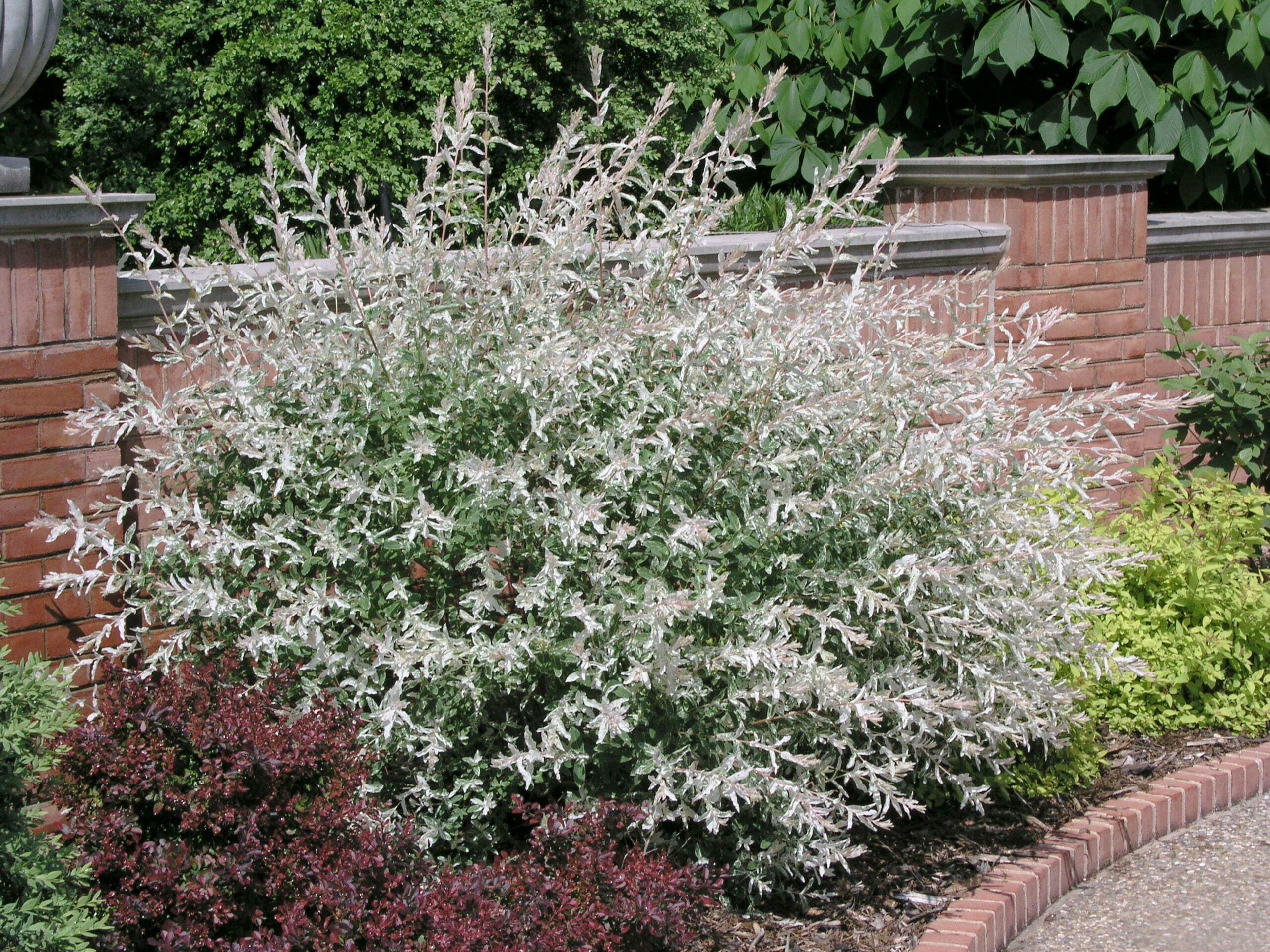 Salcie japoneză tufă - Salix integra ‘Hakuro Nishiki’