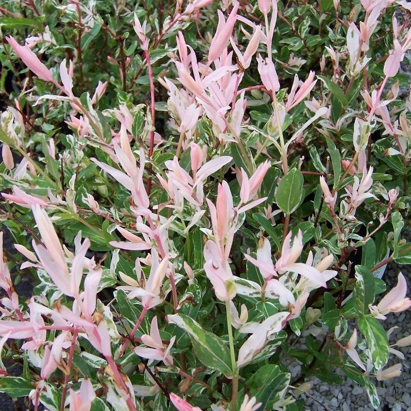 Salcie japoneză tufă - Salix integra ‘Hakuro Nishiki’