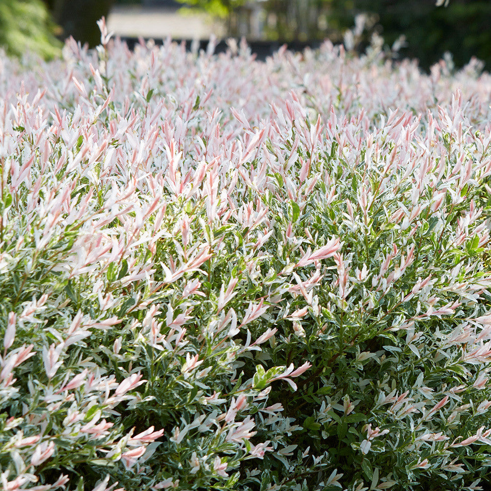 Salcie japoneză tufă - Salix integra ‘Hakuro Nishiki’