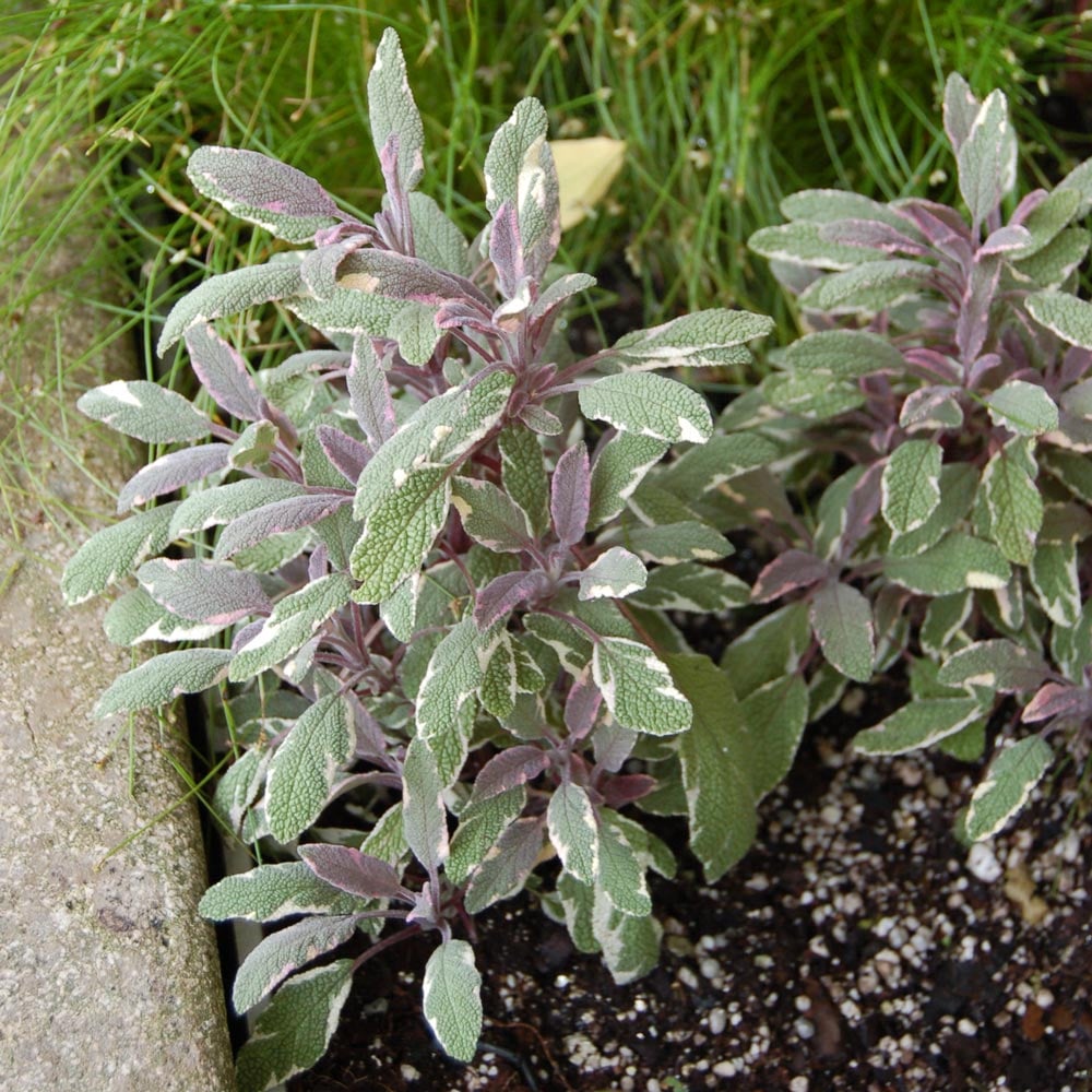 Salvie -  Salvia officinalis ‘Tricolor’