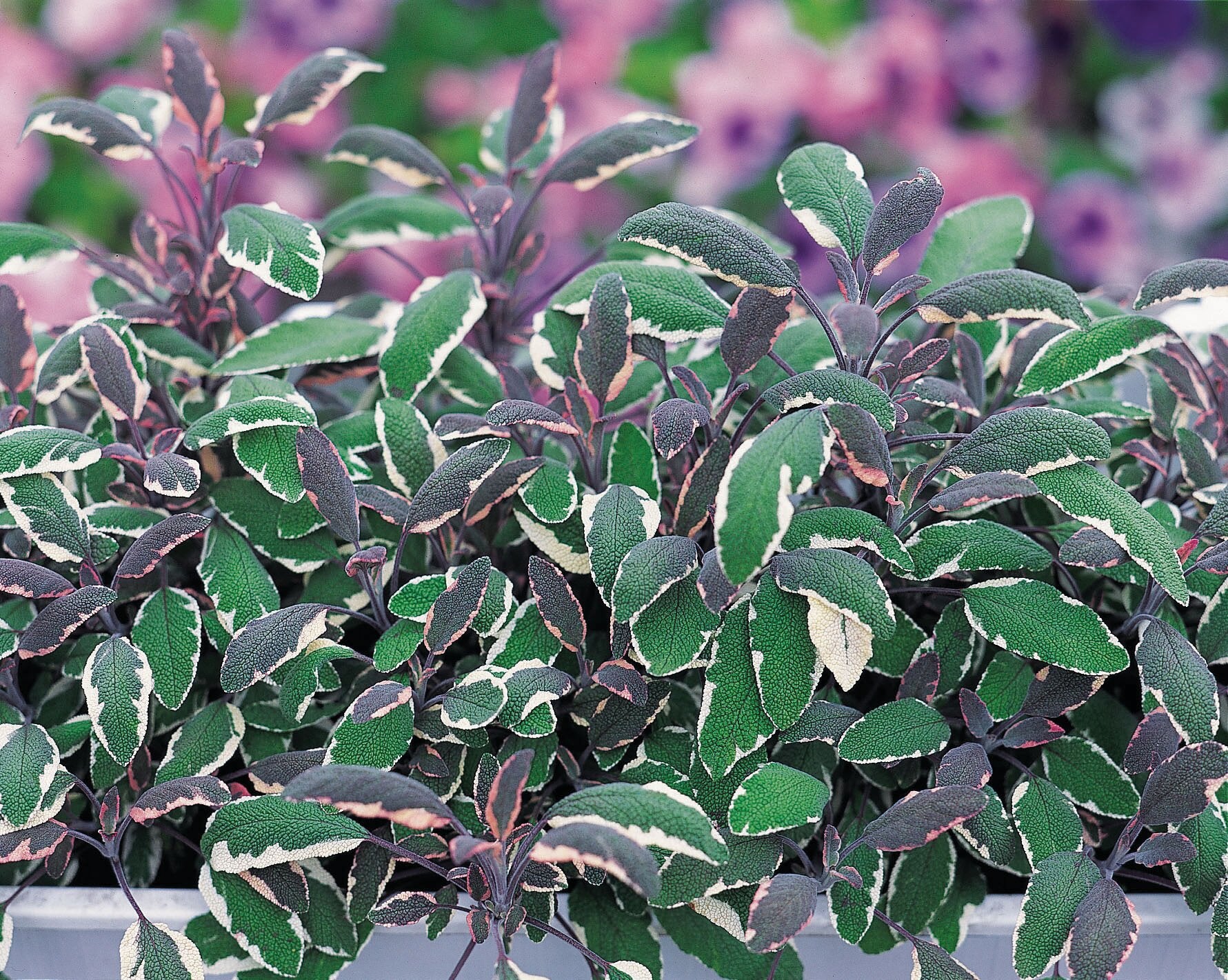 Salvie -  Salvia officinalis ‘Tricolor’
