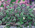 Salvie -  Salvia officinalis ‘Tricolor’