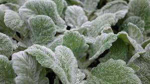 Salvie argintie- Salvia argentea ‘Artemis’