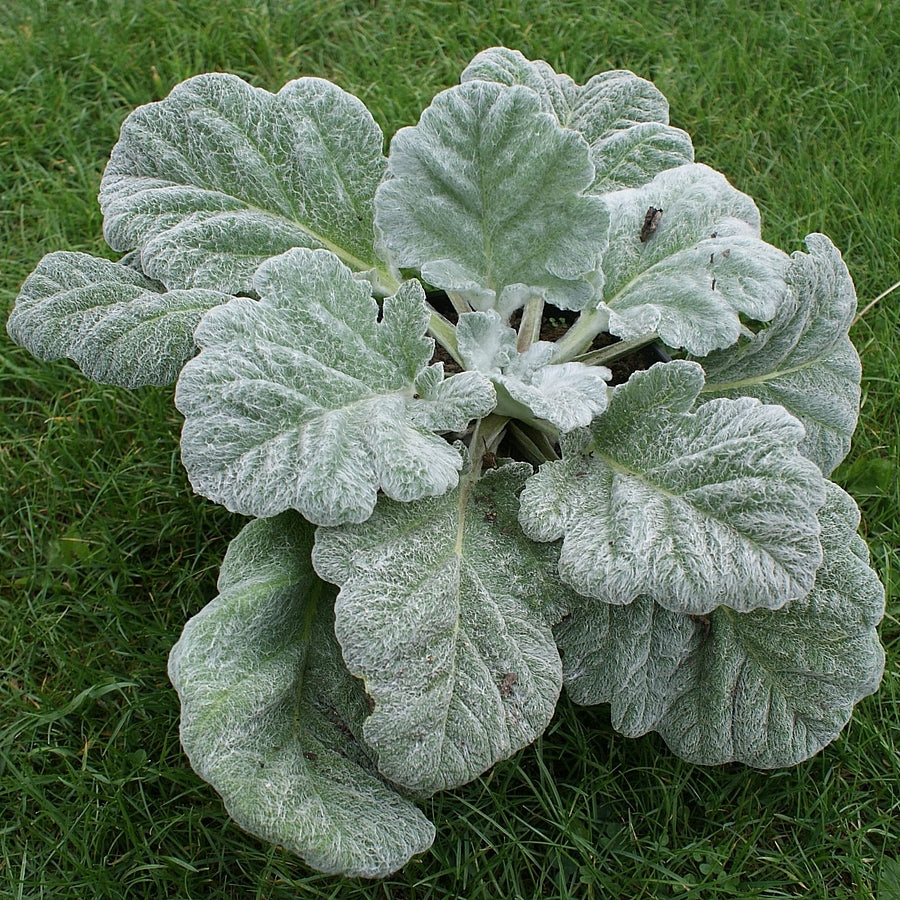 Salvie argintie- Salvia argentea ‘Artemis’