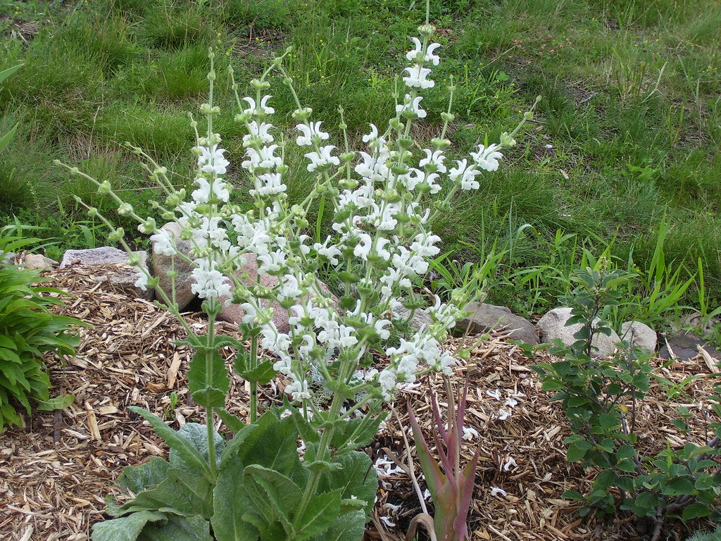 Salvie argintie- Salvia argentea ‘Artemis’
