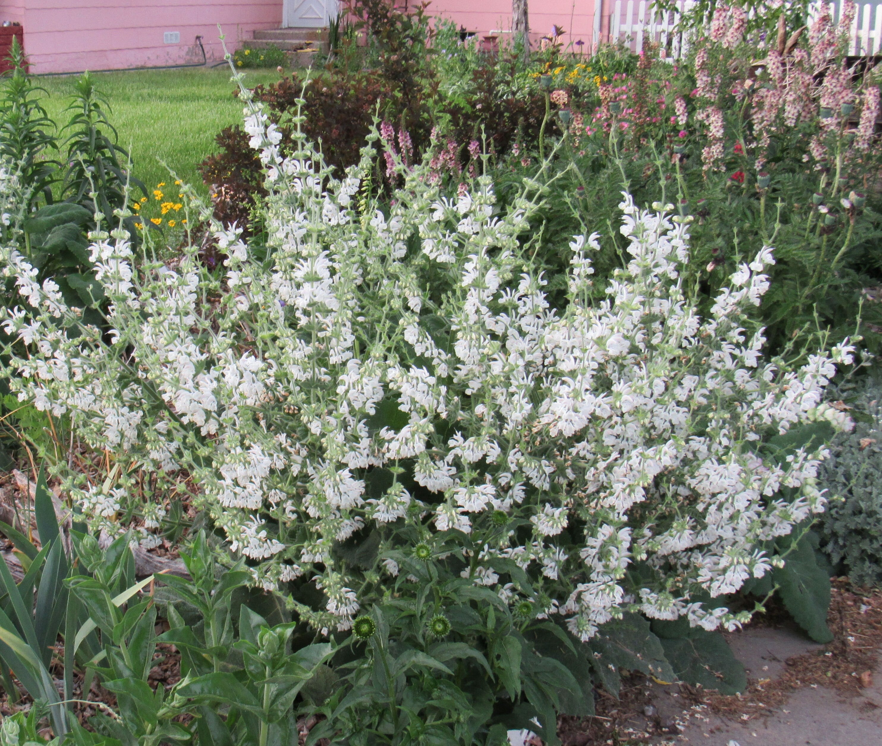 Salvie argintie- Salvia argentea ‘Artemis’