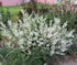 Salvie argintie- Salvia argentea ‘Artemis’