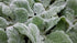 Salvie argintie- Salvia argentea ‘Artemis’