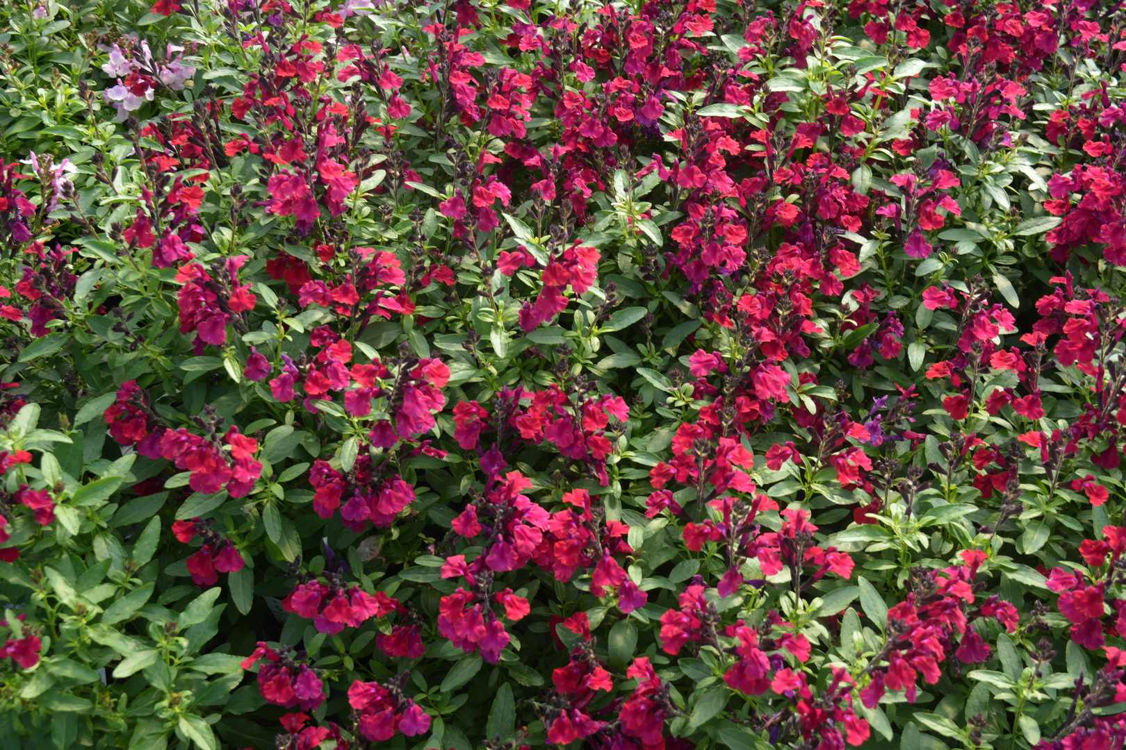Salvie - Salvia greggii Mirage Burgundy