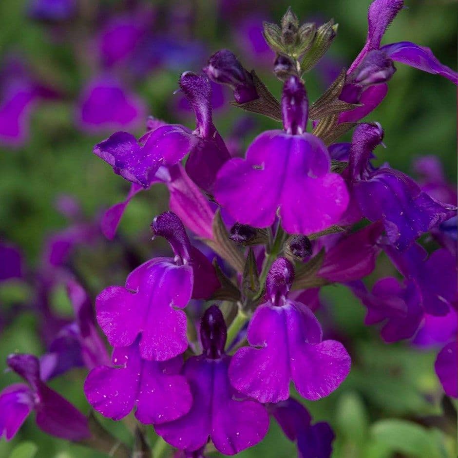 Salvie - Salvia greggii Mirage Deep Purple