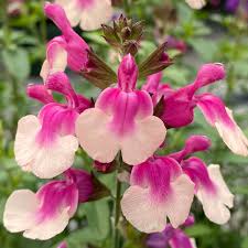 Salvie - Salvia greggii Mirage Rose Bicolor