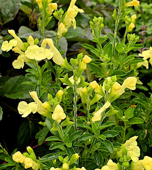 Salvie galbenă - Salvia greggii 'Lemon Light'