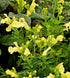 Salvie galbenă - Salvia greggii 'Lemon Light'