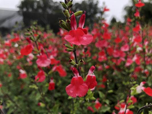 Salvie roșie - Salvia microphylla 'Hot Lips'