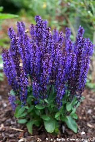 Iris sibirica Blue (Stânjănel siberian)