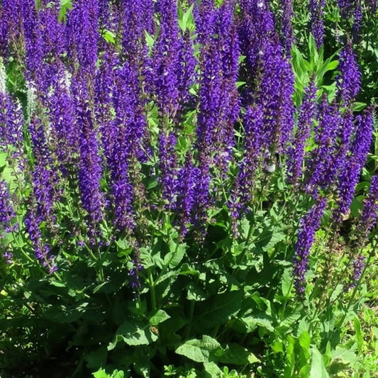 Jaleș de câmp - Salvia nemorosa Blaukonigin