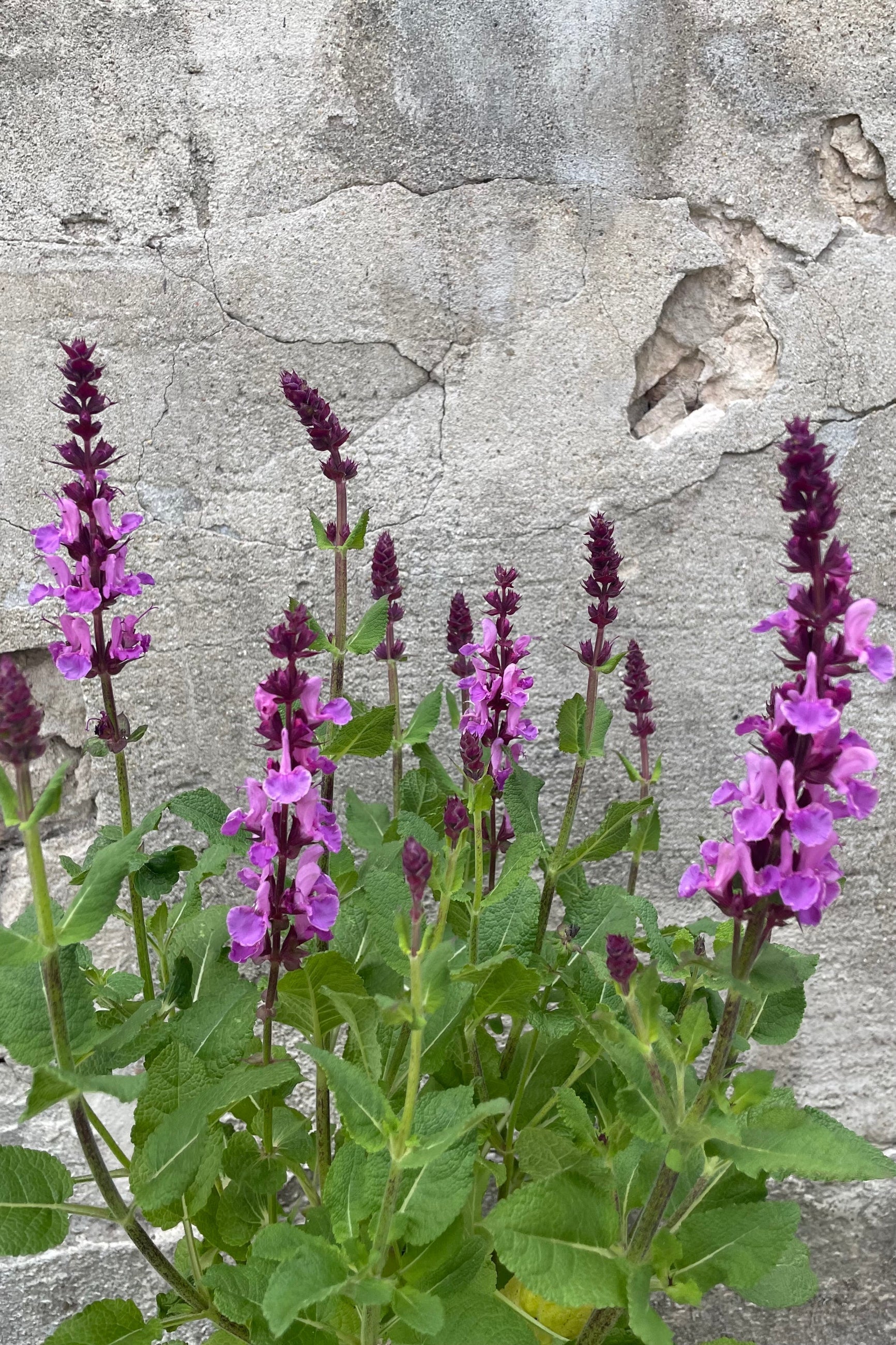 Jaleș roz - Salvia nemorosa ‘Marvel Rose’