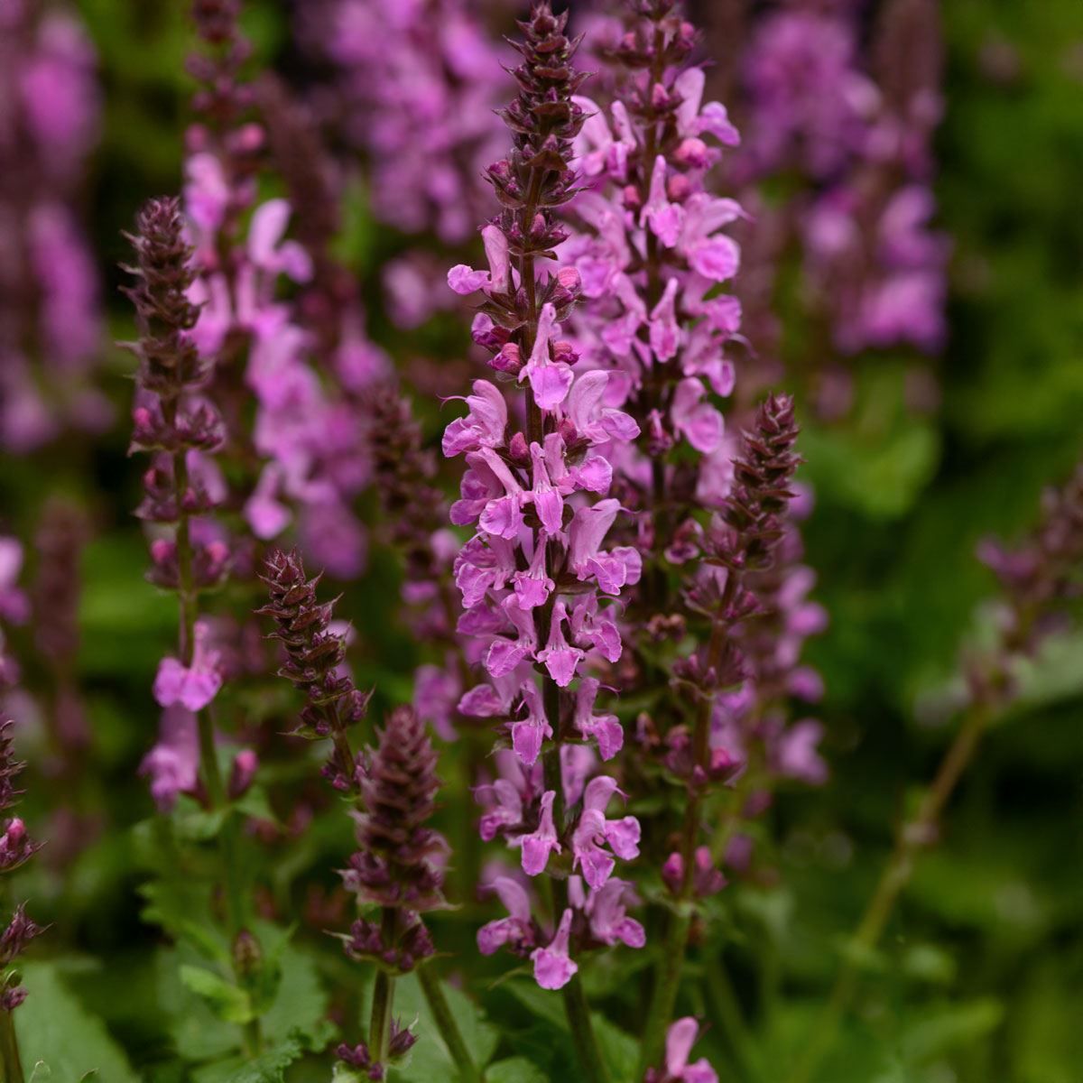 Jaleș roz - Salvia nemorosa ‘Marvel Rose’