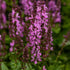 Jaleș roz - Salvia nemorosa ‘Marvel Rose’