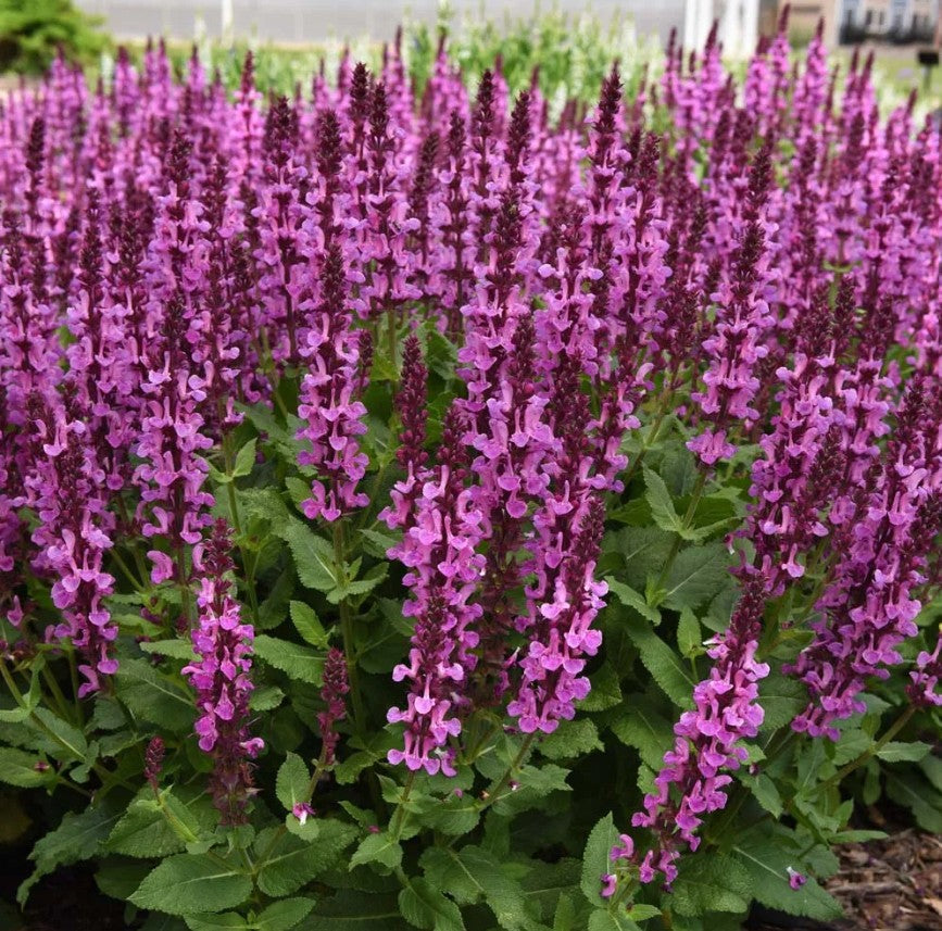 Jaleș roz - Salvia nemorosa ‘Marvel Rose’