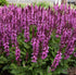 Jaleș roz - Salvia nemorosa ‘Marvel Rose’