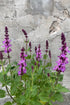 Jaleș roz - Salvia nemorosa ‘Marvel Rose’