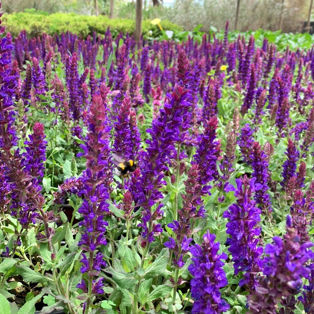 Jaleș de câmp albastru - Salvia nemorosa Salvatore Blue