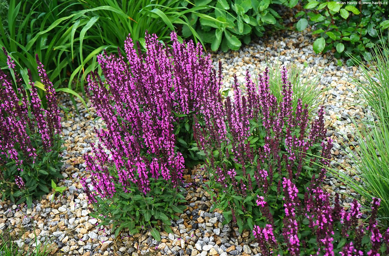 Salvie - Salvia nemorosa Sensation® Compact Rose