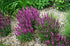 Salvie - Salvia nemorosa Sensation® Compact Rose