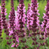 Salvie - Salvia nemorosa Sensation® Compact Rose